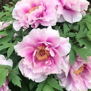 Meet your Posher, Maya